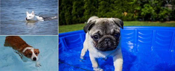 原来狗狗不是天生会游泳!想不到是这样