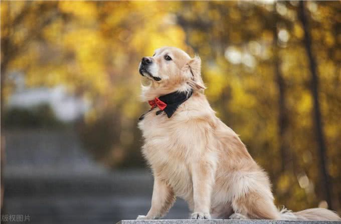 黄金伴侣:探秘金毛寻回犬的魅力