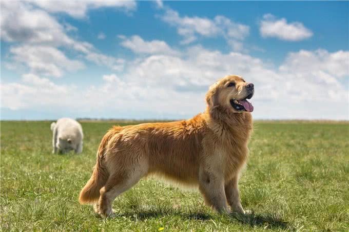 黄金伴侣:探秘金毛寻回犬的魅力
