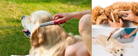 给狗狗梳毛，也可以很讲究