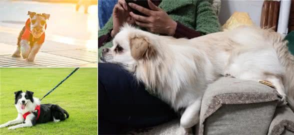 狗更听女主人的命令，是两种原因造成的，想让它听话要爱护它