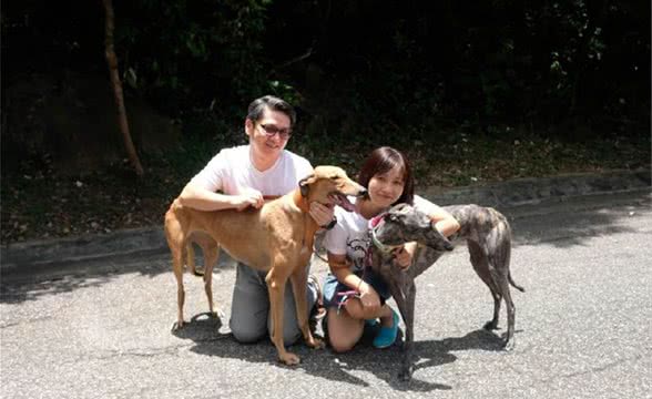 500只灵缇犬无家可归，无法迁入安置所，港澳网友表示:这是好事