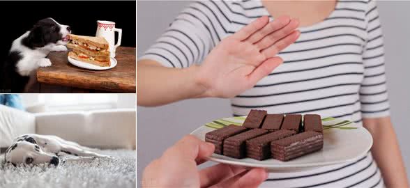 狗狗食物中毒的真实原因是什么?