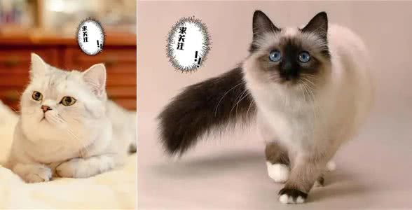 不建议新手养的几种猫