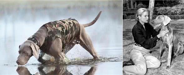 只有德国人才知晓的猛犬,已被封尘百年,如今掀开神秘面纱