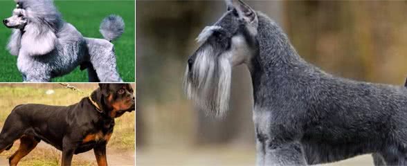 最聪明的狗排行榜前十名