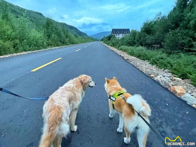 带狗狗自驾旅行四年，出行准备，住酒店，景点参观等，附解决办法