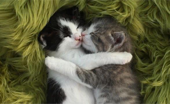 这猫咪的卷毛是天生的，真的不是烫的!