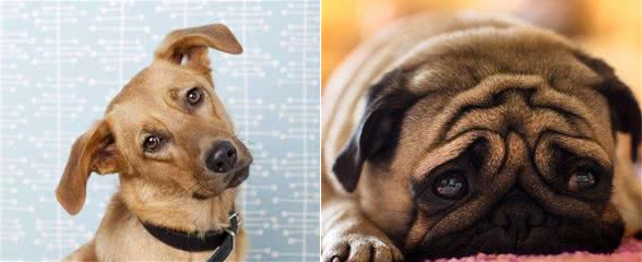 在你追我赶中，强化狗狗的坏毛病