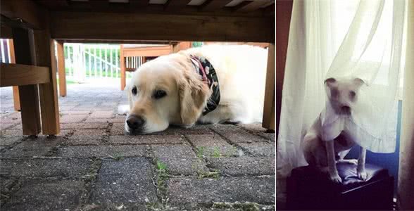 暗中观察不是猫咪的独门本领，狗狗躲起来偷看主人的样子也很萌!