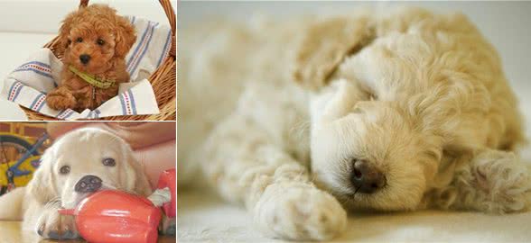 狗狗来大姨妈怎么办?