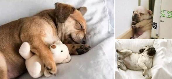 揭密:狗狗的睡姿暴露了不同的性格,一说一个准