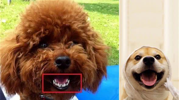 狗狗缺钙很危险，铲屎官还不注意就晚了!