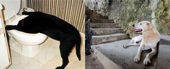 狗改不了吃屎?为何对便便一往情深，看完涨知识