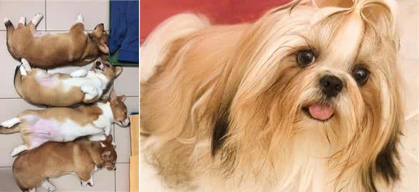 新手、上班族、有孩子适合养什么狗?不知道你买不买得起