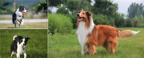 如何饲养边境牧羊犬才能让它活的更久陪我们的时间更长呢?