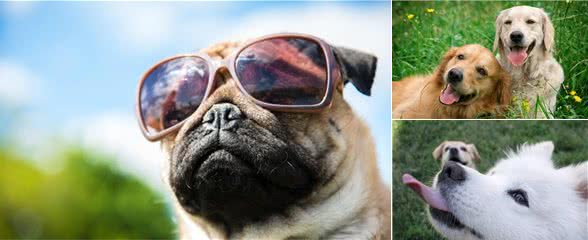 宠物寄养一窝难求国庆出游我们的宠物怎么办?