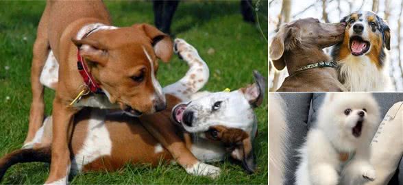 两只狗狗交配时，为何会屁股连着屁股?