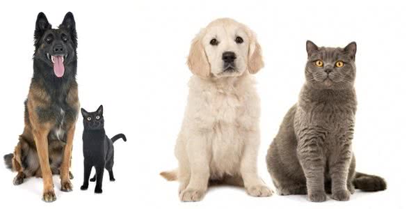 为何只有大型犬却没有大型猫?难道大型猫就比大型犬更加安全吗?