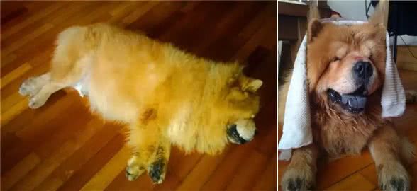 狗狗在宠物店意外中暑，铲屎官心急如焚，朋友交代他做好这几点!