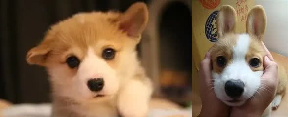 伊丽莎白女王最爱的狗—柯基，凭什么是它?