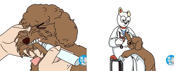 都说泰迪体味淡，为啥我养的臭到顶不住?几种有味道的病了解一下