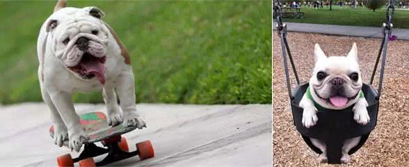 斗牛犬好养吗?如果你准备养一只斗牛马上看过来