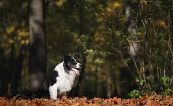狗狗的智慧，是否超乎你的想象?