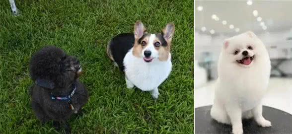 狗狗运动量大揭秘!你的爱犬够活力了吗?