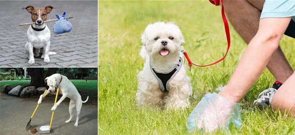 出门遛狗时，你会自觉清理狗便便吗?