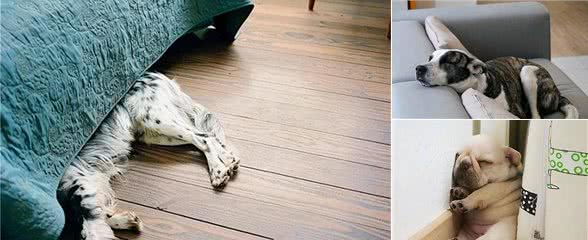 一只狗不爱你，会睡在这几个地方，你家狗有吗?