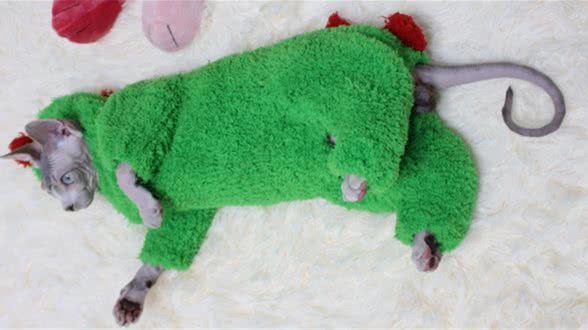 关于斯芬克斯无毛猫你不知道的几件事