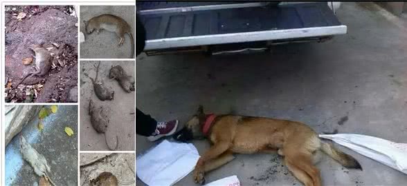 江苏男子十几分钟毒倒两条狗,毒狗药有多危险?吃了容易中毒