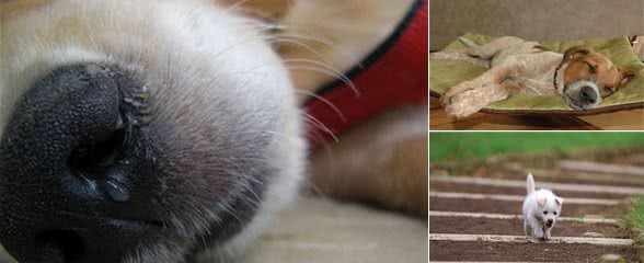 关于狗狗的犬瘟热，你知道怎样预防和处理吗?