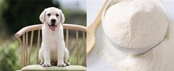 家有爱宠：小狗吃什么食物好?不同阶段补充营养的食物