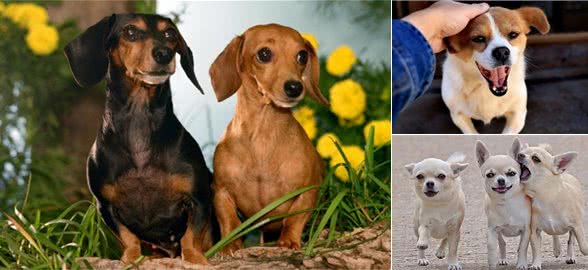 铲屎官们一定要注意，在养狗的过程中，这些禁忌一定不能犯