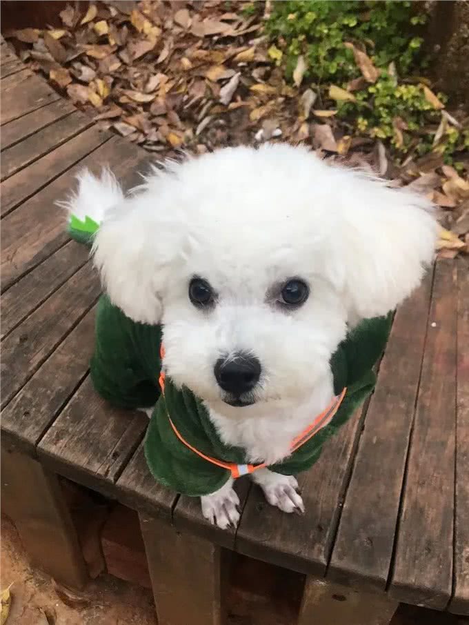 狗狗肾衰竭,请一定要好好照顾狗狗