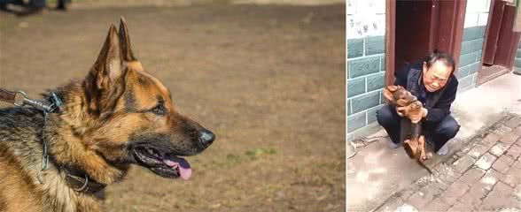 主人抱着三个月的德牧在门口痛哭，到底是谁下的手，这只是个孩子