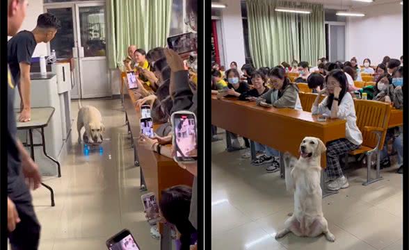 狗狗走进课堂给大学生表演玩滑板，还有各种生活技能，不如只狗啊