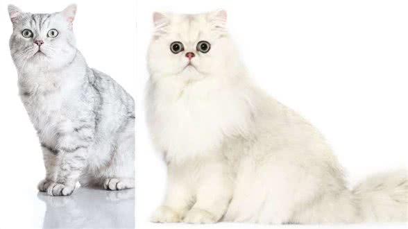 猫咪,长得可爱了不起呀—确实了不起