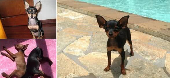 忽悠我养铁包金小鹿犬的人，你们可把我害苦了