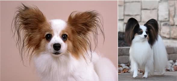 蝴蝶犬那么漂亮，可你真的会养吗?