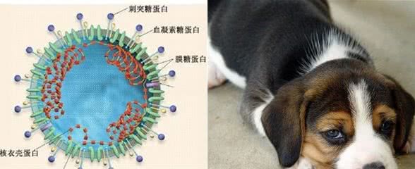 犬冠状病毒感染
