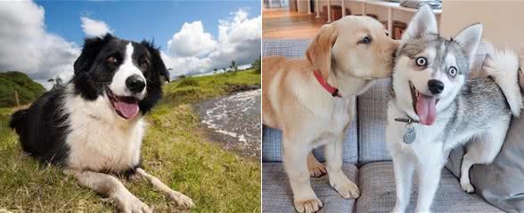 如何看狗狗聪不聪明?从这几点看就对了