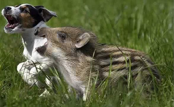 古代饲养家畜的发展史狗是因帮助人类狩猎而被驯化