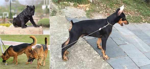 护卫能力很强的5种狗狗，第一种国内少见，被国家明令禁养