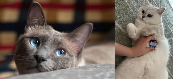 养猫多年才知道的猫咪冷知识，你又知道多少?