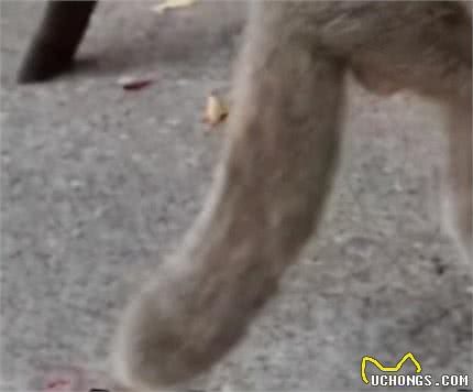 有的折耳猫不会发病?胡扯，永远别碰折耳猫