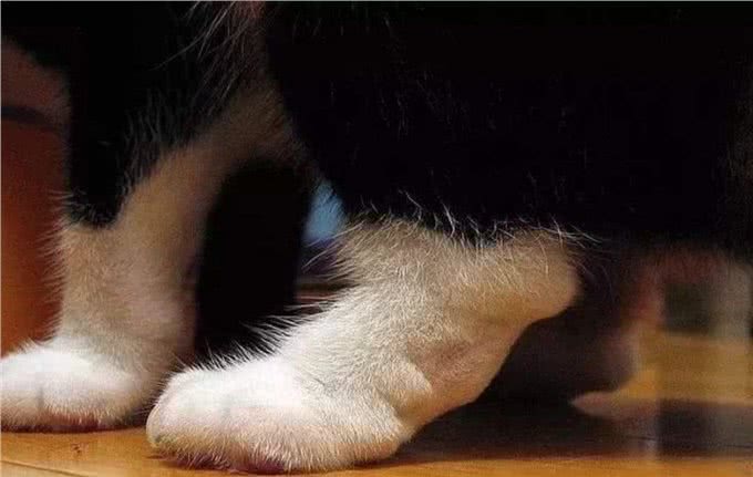 有的折耳猫不会发病?胡扯，永远别碰折耳猫