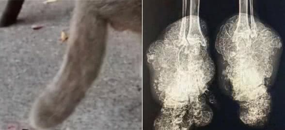有的折耳猫不会发病?胡扯，永远别碰折耳猫